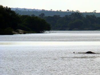 Swan swimming in sea against trees
