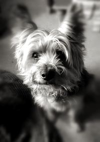 Close-up portrait of dog