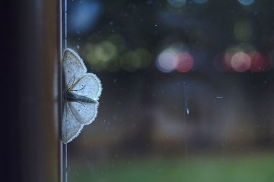 Close-up of water drops on window