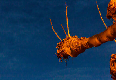 Low angle view of person holding leaf against blue sky