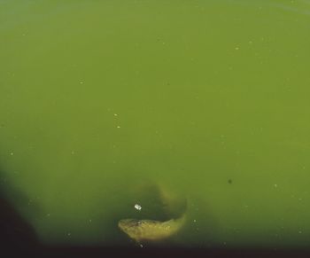 Full frame shot of jellyfish swimming in water