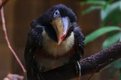 Close-up of bird perching on branch