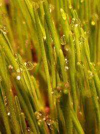 Close-up of raindrops on grass