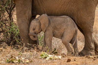 Baby African