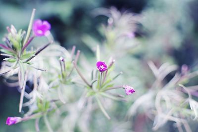 Close-up of pink flowering plant