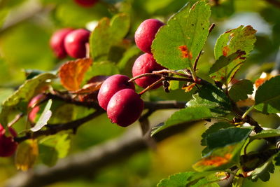 Close-up of berries growing on plant