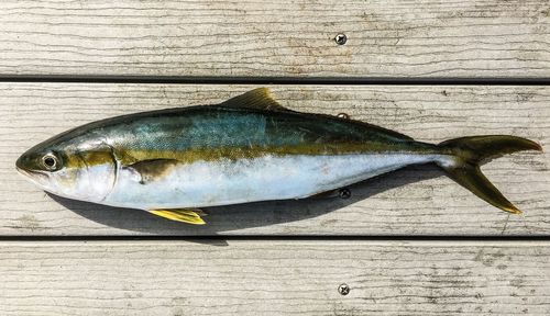 Directly above shot of fish on wooden plank