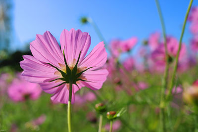 Close-up of pink cosmos flower