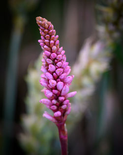 Close-up of pink flowering plant