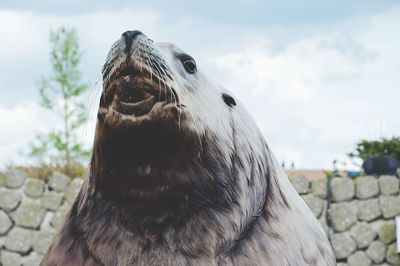 Close-up of animal eye