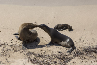 High angle view of animal lying on sand