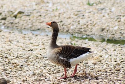 Close-up of goose on riverbank