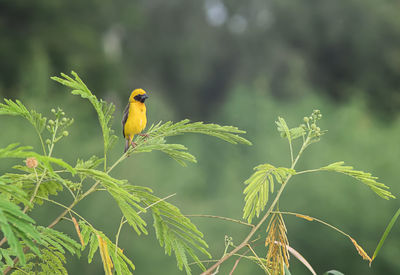 Bird perching on plant