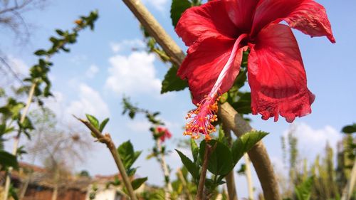 Low angle view of red hibiscus blooming against sky