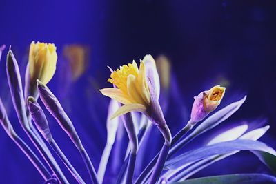 Close-up of purple crocus flower