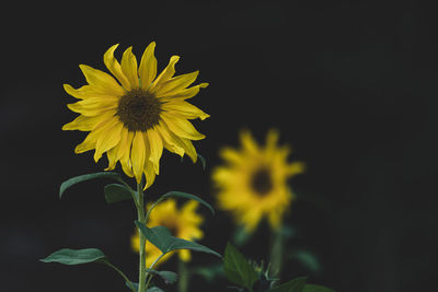 Close-up of yellow flowering plant against black background