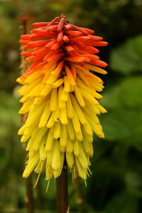 Close-up of yellow flower