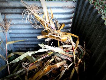 High angle view of plant on field