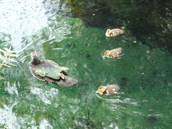 High angle view of ducks swimming on lake
