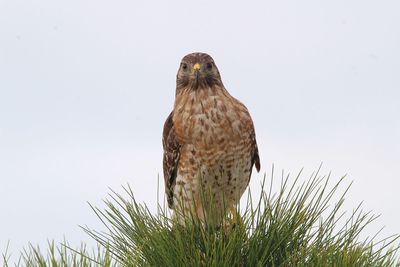 Portrait of owl perching on plant against clear sky