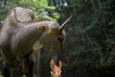 Close-up of deer in forest