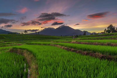 Beautiful morning panorama in the green rice fields under the indonesian mountains