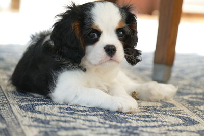 Tricolor cavalier king charles spaniel puppy lying on carpet and looking into camera