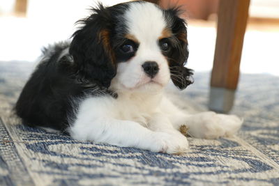 Close-up of a dog