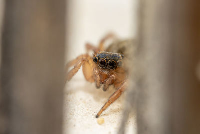 Close-up of spider