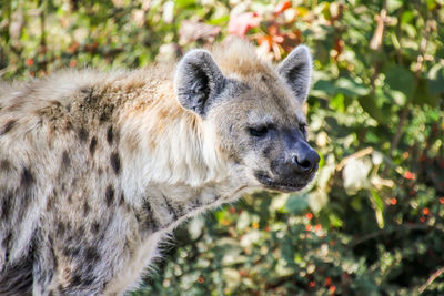 Close-up of hyena looking away by plants