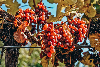 Close-up of cherries on tree