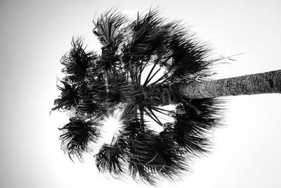 Low angle view of trees against clear sky