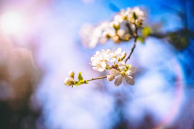 Close-up of cherry blossoms in spring