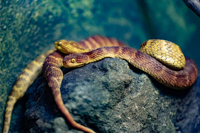 Close-up of lizard on rock