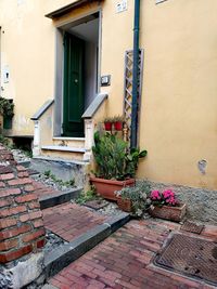 Potted plants on wall of building