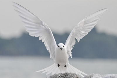 Close-up of bird flying against sky