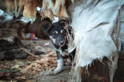 Dog looking away