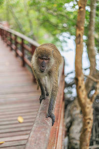 Monkey sitting on tree in forest