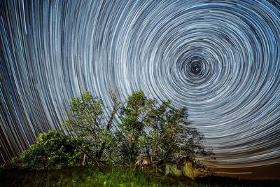 Blurred motion of tree against sky at night