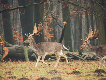 Deer in a forest