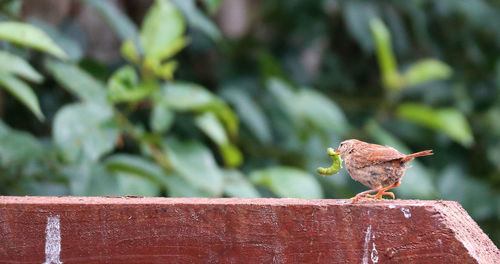 Close-up of bird perching on wood