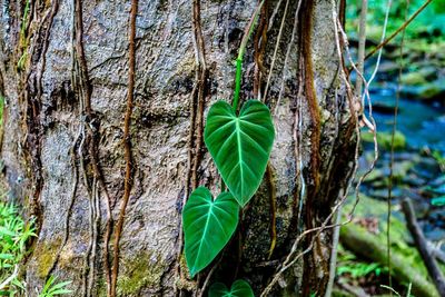 Close-up of leaves on tree trunk