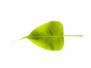 Close-up of green leaves on white background