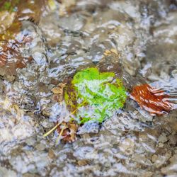 High angle view of crab in puddle