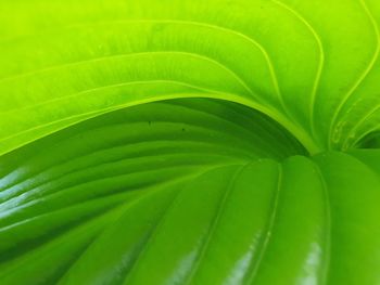 Full frame shot of palm leaf