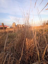 Plants on field against sky