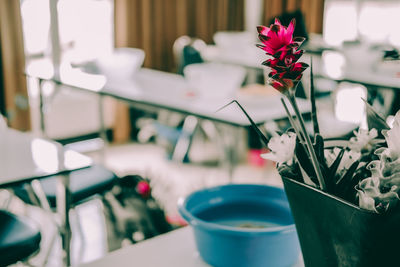 Close-up of potted plant on table at home