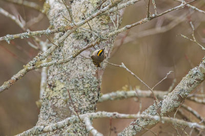 Close-up of bird perching on branch
