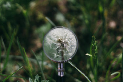 Close-up of flowering plant on field