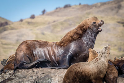 Group of sea lions on rock at sea